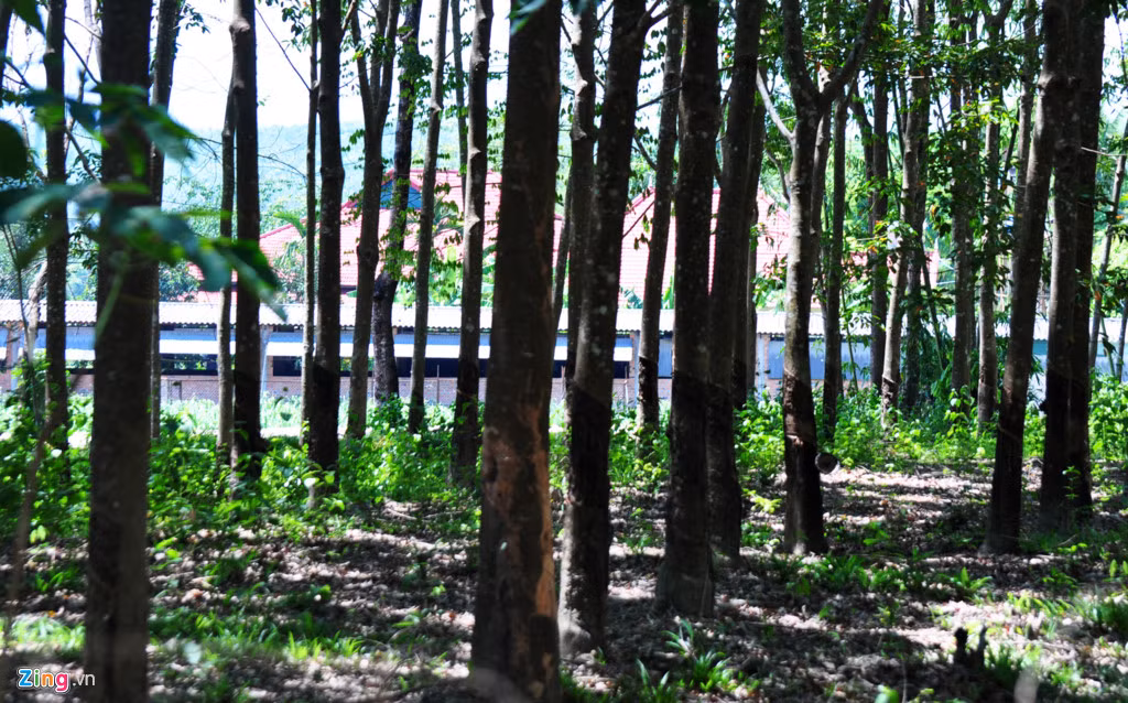 Rừng cao su bạt ngàn quanh biệt phủ của gia đình ông Phạm Thanh Hà. Vị Trưởng ban Khu kinh tế Kon Tum cho rằng gia đình sở hữu hơn 25 ha đất nông nghiệp trồng cây lâu năm và khu nhà xây trên diện tích 2.000 m2 (đã được cấp quyền sử dụng đất ở nông thôn). Tuy nhiên, khi mang một số giấy tờ sử dụng đất của ông Hà đi đối chiếu thì Phòng Tài nguyên Môi trường TP Kon Tum giải thích chưa tìm ra được hồ sơ gốc.