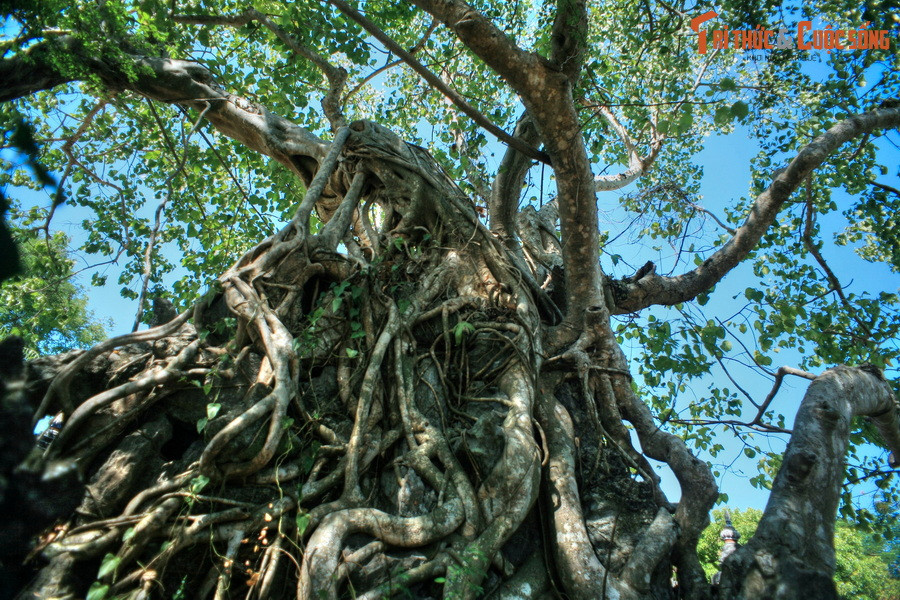 Hay hình thù cổ quái của những bộ rễ cây cổ thụ.