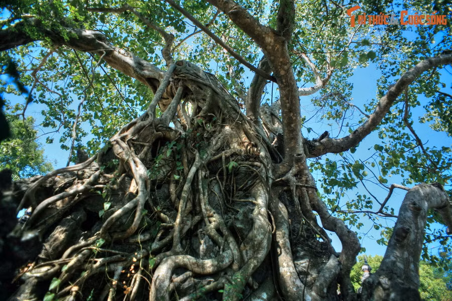 Hay hình thù cổ quái của những bộ rễ cây cổ thụ.