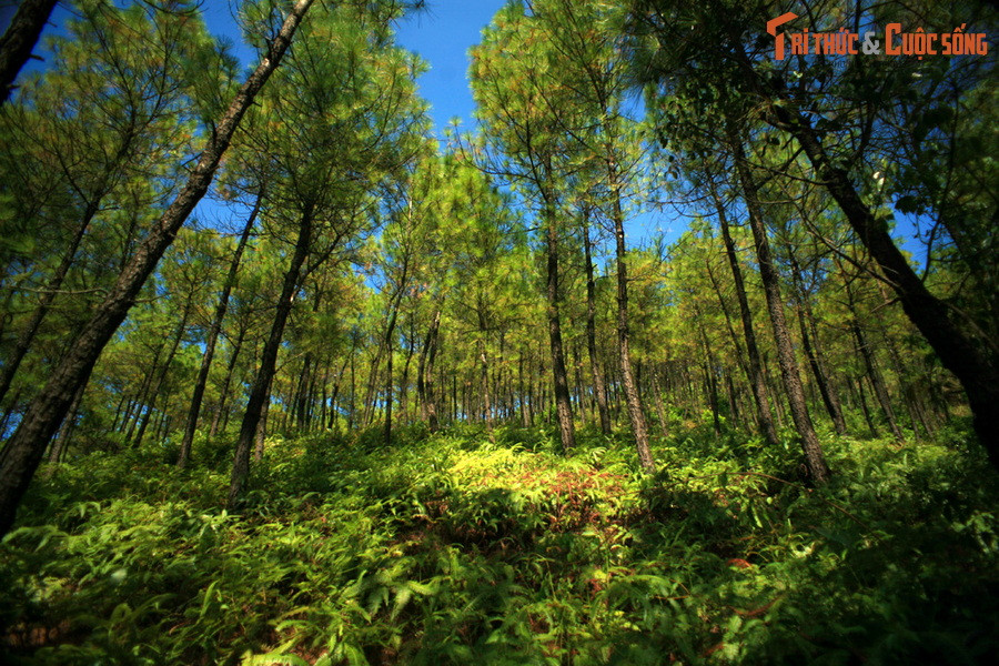 Kể từ thời vua Gia Long đã đặt ra lệ tất cả quan lại không phân biệt phẩm trật lớn nhỏ, mỗi người đều phải trồng ở núi Ngự Bình một cây thông, cho nên trải qua các đời vua, quả núi này trở thành một rừng thông cảnh quan tuyệt đẹp.