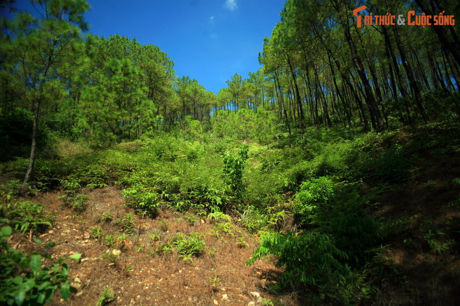 Theo TS Đoàn Trung Hữu, dưới cái nhìn phong thủy, tất cả những yếu tố khác của cuộc đất Kinh thành Huế đều ở dạng ẩn tàng, ít lộ bày, chỉ duy nhất núi Ngự Bình là tiền án nổi bật nhất.