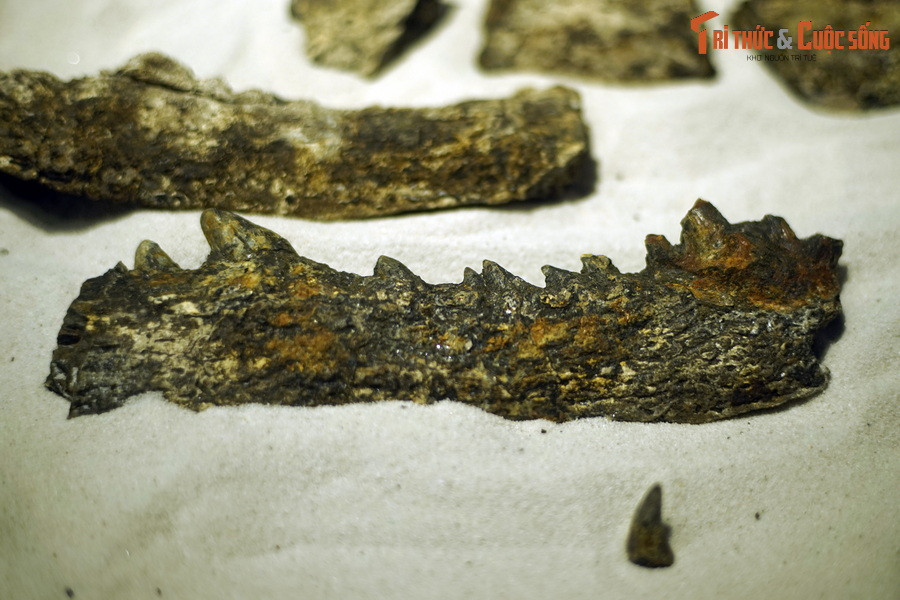 Dưới khu rừng trù phú này tồn tại một thế giới động vật phong phú, bao gồm các loài bò sát như rùa, cá sấu và các loài động vật lớn như thú than, tê giác… Ảnh: Hóa thạch hàm cá sấu Gharial (Gavialis gangeticus) tìm thấy ở Na Dương..