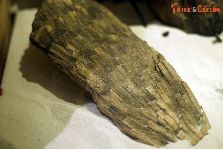 Về thực vật, đã tìm thấy hóa thạch các loài thực vật giàu chất nhựa phát triển ở những vùng khí hậu ôn đới ẩm hoặc cận nhiệt đới, nhiệt đới nóng ẩm. Ảnh: Hóa thạch dương xỉ cổ thân mộc Na Dương.