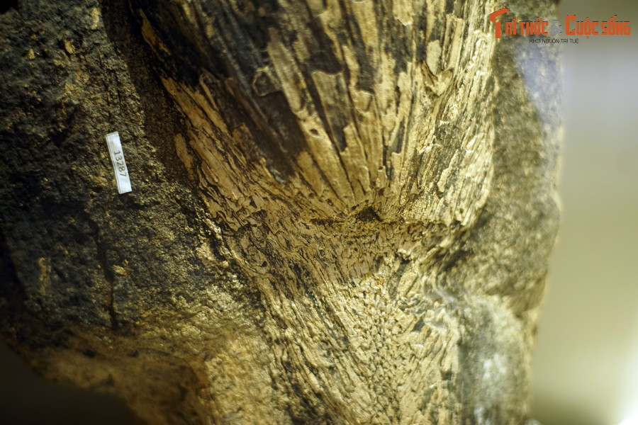 Cụ thể, đó là các loài cây thuộc họ Cử, họ Sồi, long não, dâu tằm, thị, đa… và một số loài thực vật bậc thấp thuộc ngành dương xỉ. Ảnh: Hóa thạch dương xỉ cổ thân mộc Na Dương.