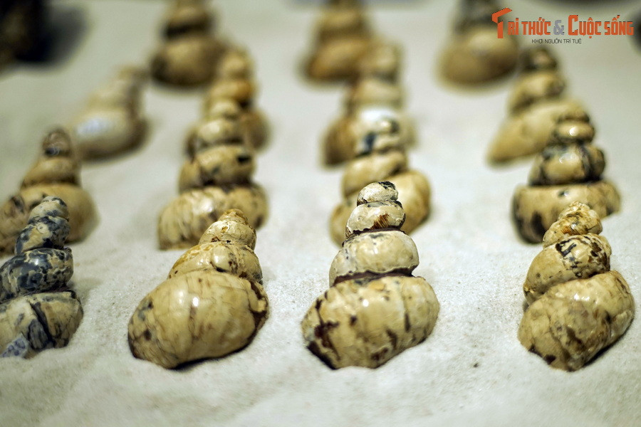 Vào thời điểm đó, cảnh quan ở vùng Na Dương từng là đầm lầy và hồ nước ngọt. Nơi đây phát triển những khu rừng rậm rạp, có nhiều thân cây cao tới hàng chục mét. Ảnh: Hóa thạch ốc nước ngọt tìm thấy ở Na Dương.