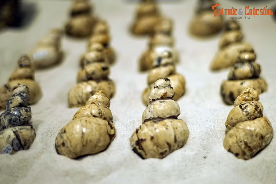 Vào thời điểm đó, cảnh quan ở vùng Na Dương từng là đầm lầy và hồ nước ngọt. Nơi đây phát triển những khu rừng rậm rạp, có nhiều thân cây cao tới hàng chục mét. Ảnh: Hóa thạch ốc nước ngọt tìm thấy ở Na Dương.