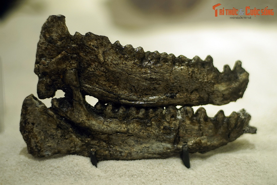 ...“Quái thú than” Anthracotheres, đặc biệt là tê giác Epiaceratherium naduongense và linh trưởng mũi cong Anthradapis vietnamensis. Ảnh: Hóa thạch hàm thú than Bakalovia orientalis tìm thấy ở Na Dương..