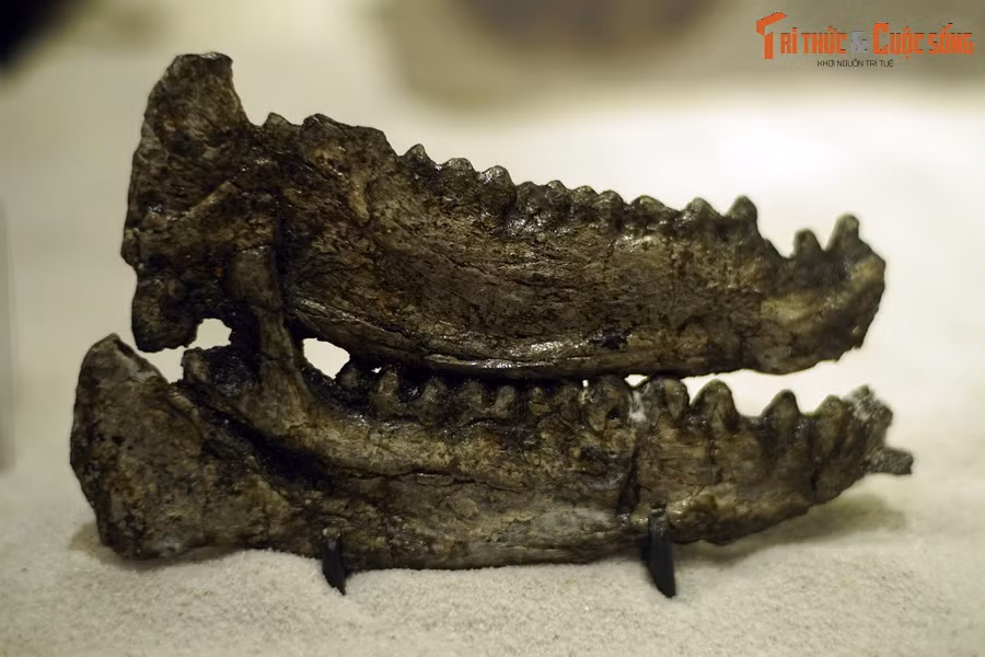 ...“Quái thú than” Anthracotheres, đặc biệt là tê giác Epiaceratherium naduongense và linh trưởng mũi cong Anthradapis vietnamensis. Ảnh: Hóa thạch hàm thú than Bakalovia orientalis tìm thấy ở Na Dương..