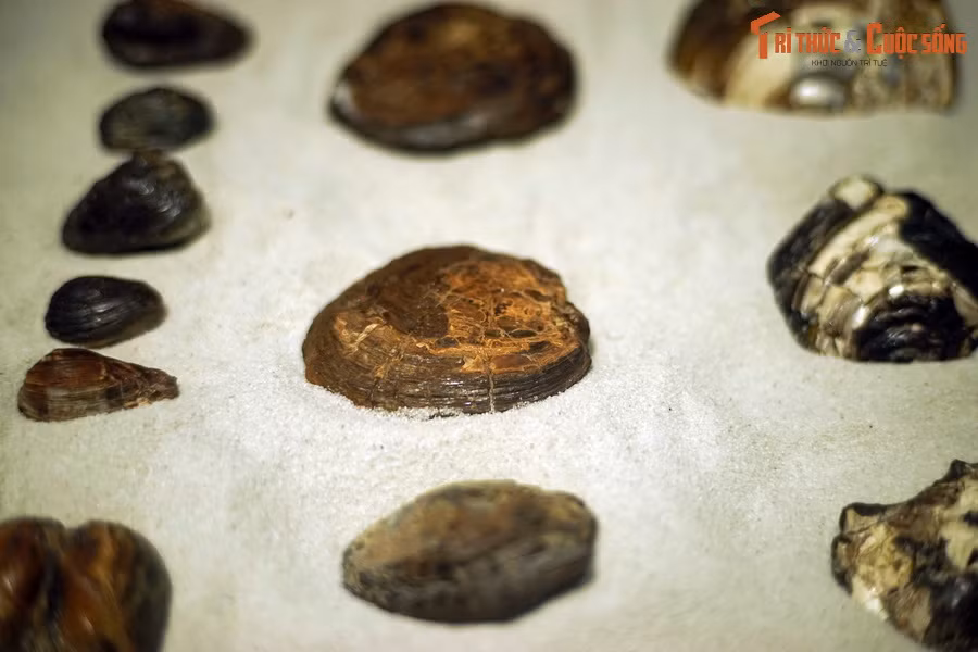Có thể nói, sự phong phú về hóa thạch khiến Na Dương có tiềm năng trở thành Khu bảo tồn thiên nhiên cổ sinh vật học Đệ tam với những di sản cổ sinh vật độc đáo, có giá trị về khoa học, giáo dục và du lịch. Ảnh: Hóa thạch trai nước ngọt tìm thấy ở Na Dương..