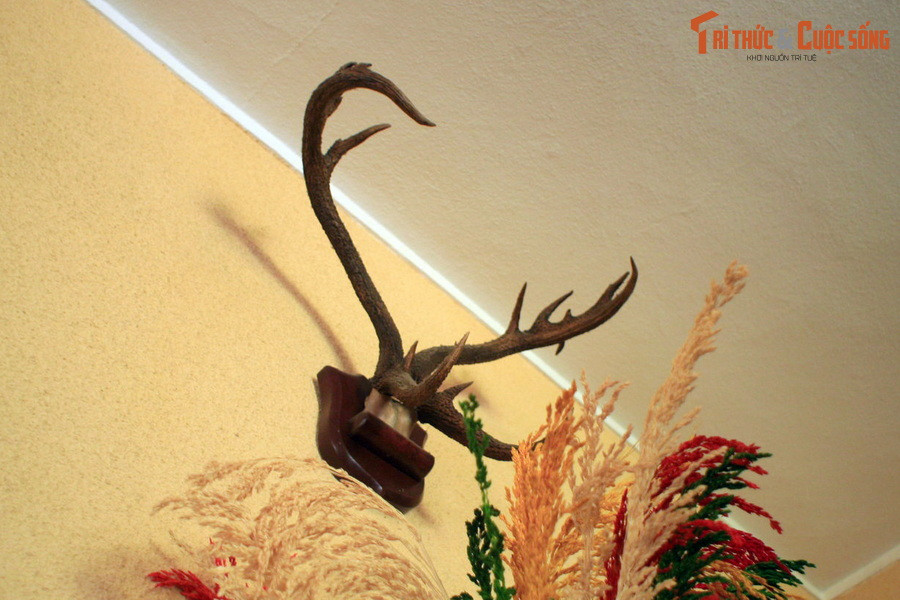 Cặp sừng nai này cũng là thành quả từ một chuyến đi săn của vị hoàng đế cuối cùng trong lịch sử Việt Nam.