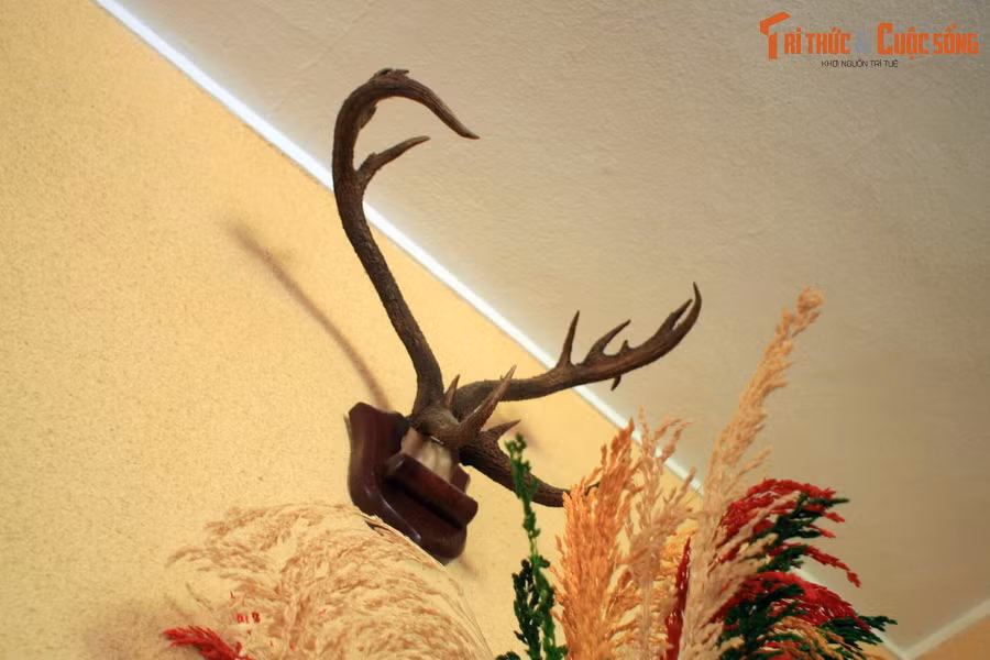 Cặp sừng nai này cũng là thành quả từ một chuyến đi săn của vị hoàng đế cuối cùng trong lịch sử Việt Nam.