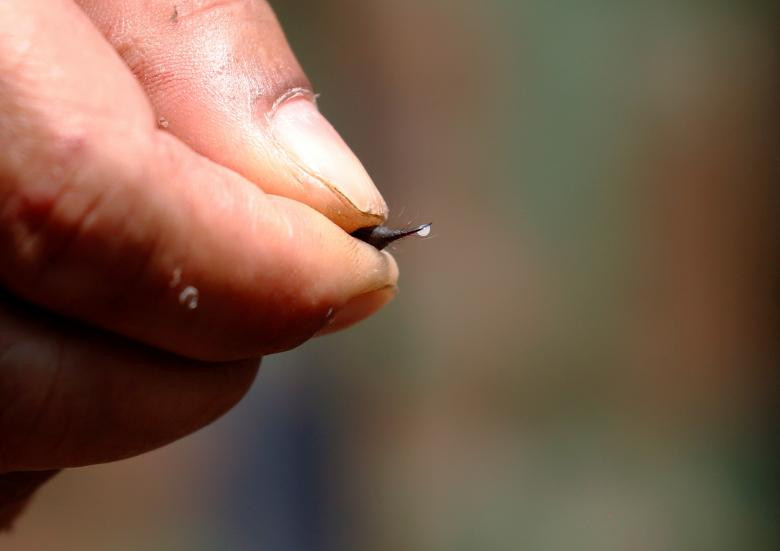 Mũi nọc độc của bọ cạp. Nguồn ảnh: Reuters.