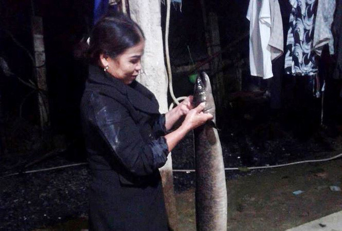 Trước đó, vào chiều 12/12, khi đang kéo lưới ở sông Giăng, đoạn qua Trại Bưởi, xã Thanh Hòa, huyện Thanh Chương (Nghệ An), anh Nguyễn Mạnh Hùng (26 tuổi) trú tại xóm Liên Chung, xã Phong Thịnh, phát hiện một con cá rất dài và nặng đang trong lưới. Kéo lưới lên, anh Hùng nhận biết đây là cá lệch. “Con cá này có chiều dài 1,6 m, cân nặng 10kg”, anh Hùng cho biết.