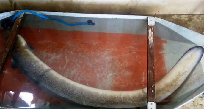 Chiều 3/8, hai anh em Nguyễn Văn Tạo và Nguyễn Văn Dũng (trú huyện Thanh Chương, Nghệ An) trong lúc chèo thuyền thả câu trên sông Lam qua huyện Thanh Chương đã bắt được con cá dài 1,6 m, nặng 16 kg. Cá được đưa vào bờ, nhiều người xác định là loài lệch. Hay tin ngư dân bắt được cá to, một cửa hàng ở thành phố Vinh đã tìm về tận gia đình mua với giá gần 16 triệu đồng.