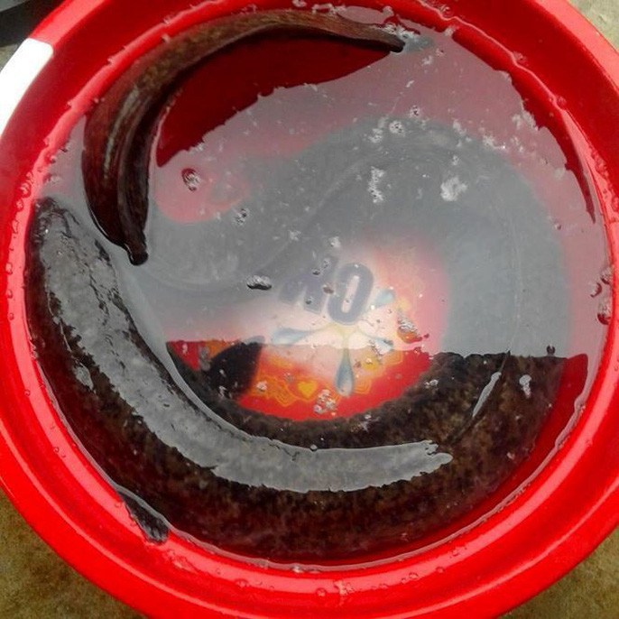 Biết tin anh Hùng bắt được cá lệch khủng, người dân địa phương hiếu kỳ đến xem rất đông. Sáng 13/12, anh Hùng quyết định bán con cá này cho một người quen ở TP Vinh với giá hơn 6 triệu đồng.