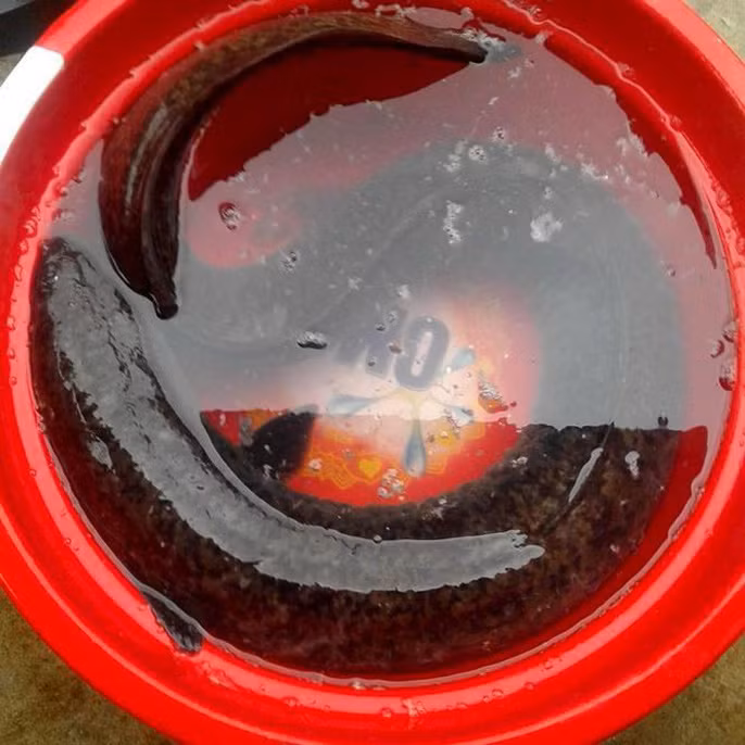 Biết tin anh Hùng bắt được cá lệch khủng, người dân địa phương hiếu kỳ đến xem rất đông. Sáng 13/12, anh Hùng quyết định bán con cá này cho một người quen ở TP Vinh với giá hơn 6 triệu đồng.