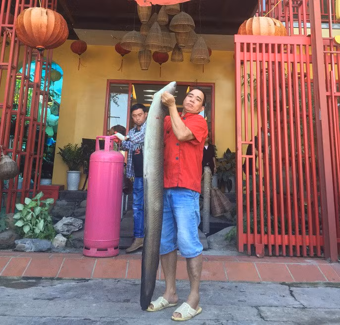 Tháng 9 vừa qua, một nhóm ngư dân ở Nghệ An đã thả lưới bắt được một con cá lệch nặng 22kg, dài hơn 2m. Ngay sau đó, con cá được bán lại cho một nhà hàng ở Hà Nội phục vụ thực khách.