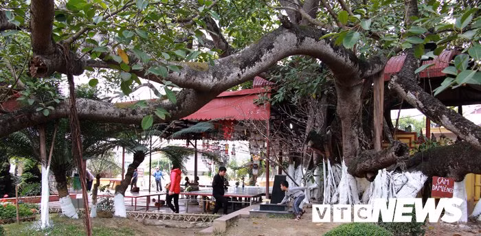 Thân cây như những con trăn khổng lồ uốn lượt khá đẹp mắt, hút khách tham quan.