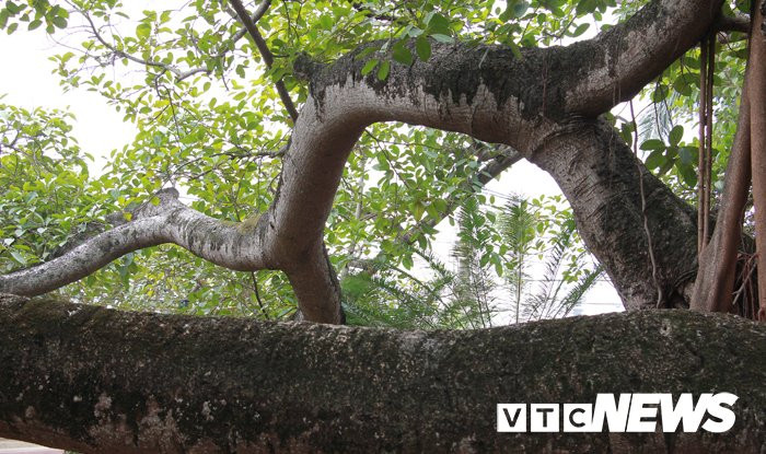 Nhiều thân cây uốn lượn như những con trăn khổng lồ.