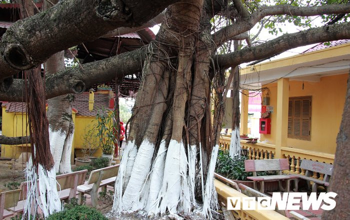 Ông Hiệp cho biết thêm, theo truyền ngôn của các cụ cao niên trong xóm, trải qua trên 300 năm, chịu đựng biết bao cơn bão ở cửa biển Hải Phòng nhưng cành cây chưa từng bị gãy. Trải qua bao trận mưa bom bão đạn của giặc Mỹ trút xuống khu vực cửa biển Hải Phòng nhưng cây đa này chưa từng trúng đạn bom.