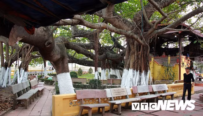 Đến thời điểm hiện tại, có những bộ rễ cao đến trên 10m. Cây phủ tán rộng khoảng 1.500m2. Cây không có ngọn, chỉ có cành phát triển quanh thân cây.