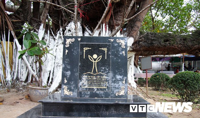 Các nhà khoa học khẳng định cây đa tía có tuổi đời trên 300 năm.