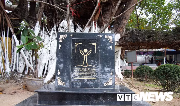 Các nhà khoa học khẳng định cây đa tía có tuổi đời trên 300 năm.