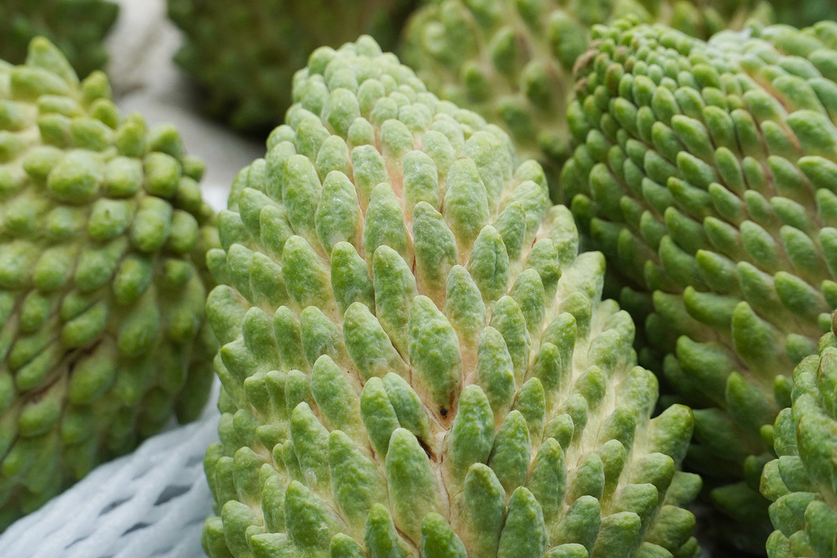 Anh nông dân Cần Thơ kiếm bộn tiền nhờ trồng na sầu riêng - Hình 2 Anh nong dan Can Tho kiem bon tien nho trong na sau rieng-Hinh-2