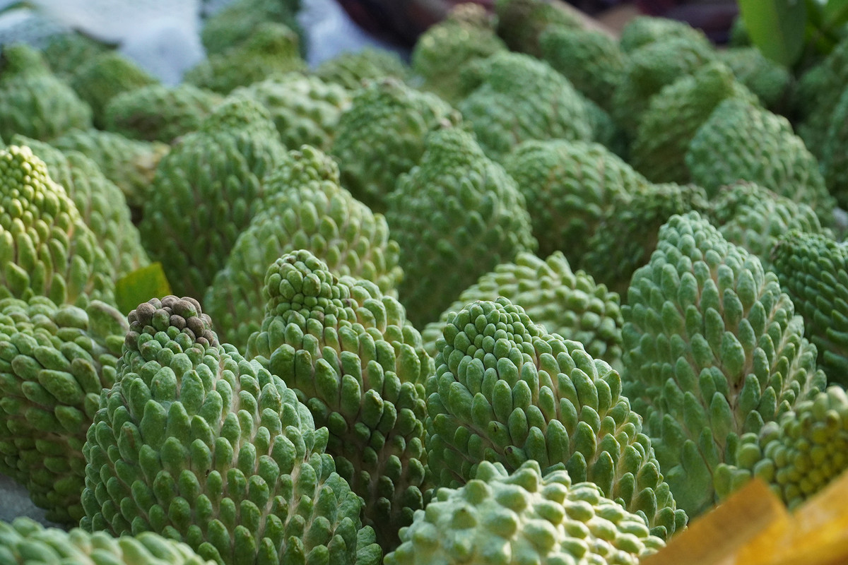 Anh nông dân Cần Thơ kiếm bộn tiền nhờ trồng na sầu riêng - Hình 4 Anh nong dan Can Tho kiem bon tien nho trong na sau rieng-Hinh-4