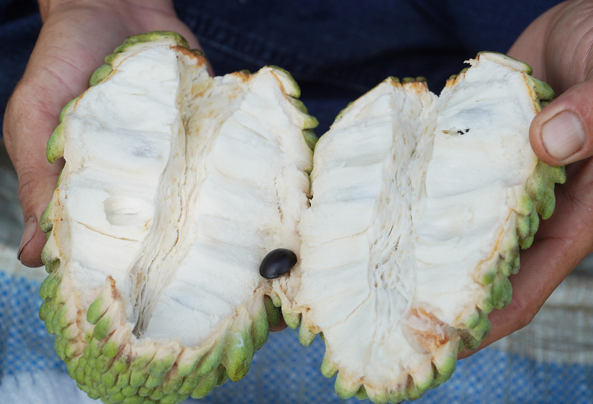 Anh nông dân Cần Thơ kiếm bộn tiền nhờ trồng na sầu riêng - Hình 3 Anh nong dan Can Tho kiem bon tien nho trong na sau rieng-Hinh-3