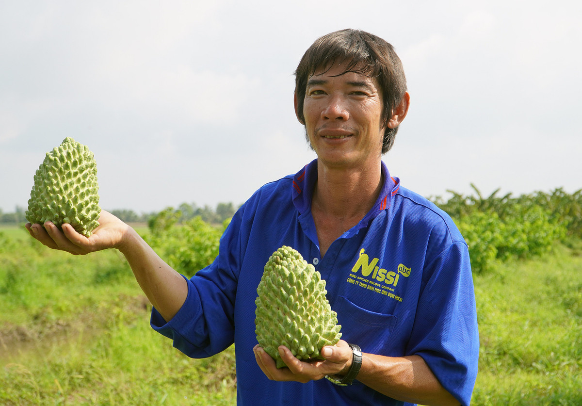 Anh nông dân Cần Thơ kiếm bộn tiền nhờ trồng na sầu riêng Anh nong dan Can Tho kiem bon tien nho trong na sau rieng
