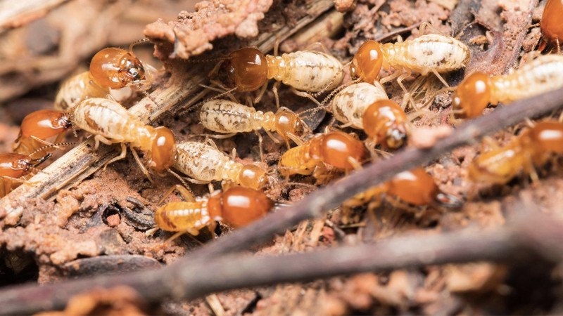 Mối có tốc độ sinh trưởng rất nhanh. Có loài có thể đẻ gần 20.000 quả trứng trong 24 giờ, thậm chí đẻ tới 36.0000 quả trong 21 giờ. Vì thế, trong một tổ có thể có từ vài trăm đến vài nghìn cá thể mối thậm chí nhiều hơn.