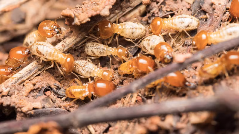 Mối có tốc độ sinh trưởng rất nhanh. Có loài có thể đẻ gần 20.000 quả trứng trong 24 giờ, thậm chí đẻ tới 36.0000 quả trong 21 giờ. Vì thế, trong một tổ có thể có từ vài trăm đến vài nghìn cá thể mối thậm chí nhiều hơn.