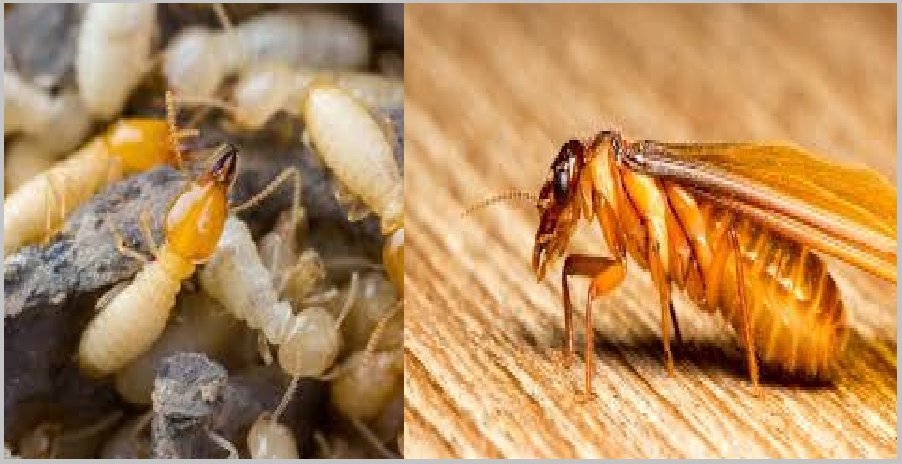 Ở các khu đô thị thường gặp nhất là mối gỗ khô (Cryptotermes domesticus) và mối gỗ ẩm (Coptotermes gestroi), ở vùng bán sơn địa, làng mạc, rừng núi có thêm loài mối đất (Odontotermes hainanensis). Mối có đặc điểm ưa ánh sáng đèn, nên thường bay vào nhà lúc chập tối.