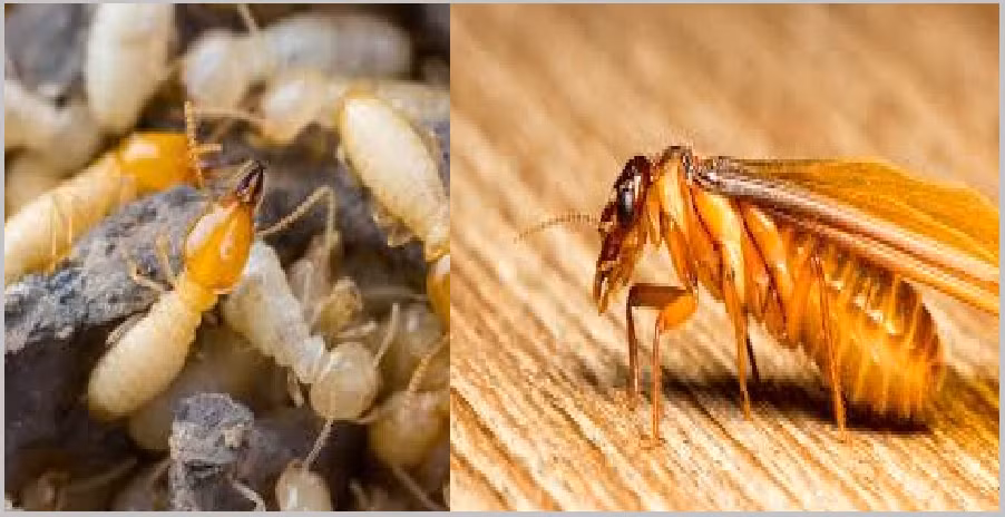 Ở các khu đô thị thường gặp nhất là mối gỗ khô (Cryptotermes domesticus) và mối gỗ ẩm (Coptotermes gestroi), ở vùng bán sơn địa, làng mạc, rừng núi có thêm loài mối đất (Odontotermes hainanensis). Mối có đặc điểm ưa ánh sáng đèn, nên thường bay vào nhà lúc chập tối.