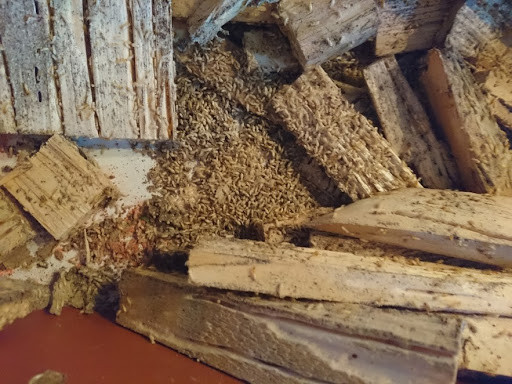 GS.TS. Bùi Công Hiển cho biết, hiện nay, các nhà khoa học Việt Nam đã có quy trình phòng trừ mối gỗ khô và gỗ ẩm (hay còn gọi mối nhà) bằng hộp bả.