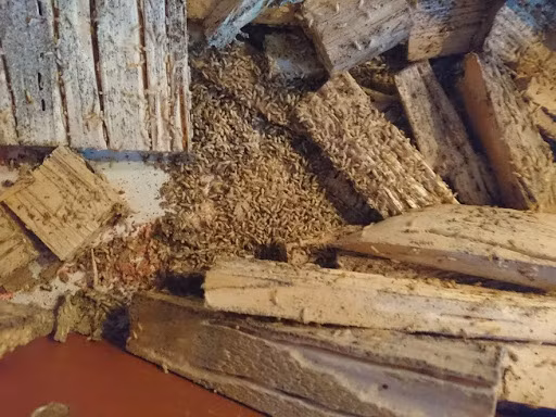 GS.TS. Bùi Công Hiển cho biết, hiện nay, các nhà khoa học Việt Nam đã có quy trình phòng trừ mối gỗ khô và gỗ ẩm (hay còn gọi mối nhà) bằng hộp bả.