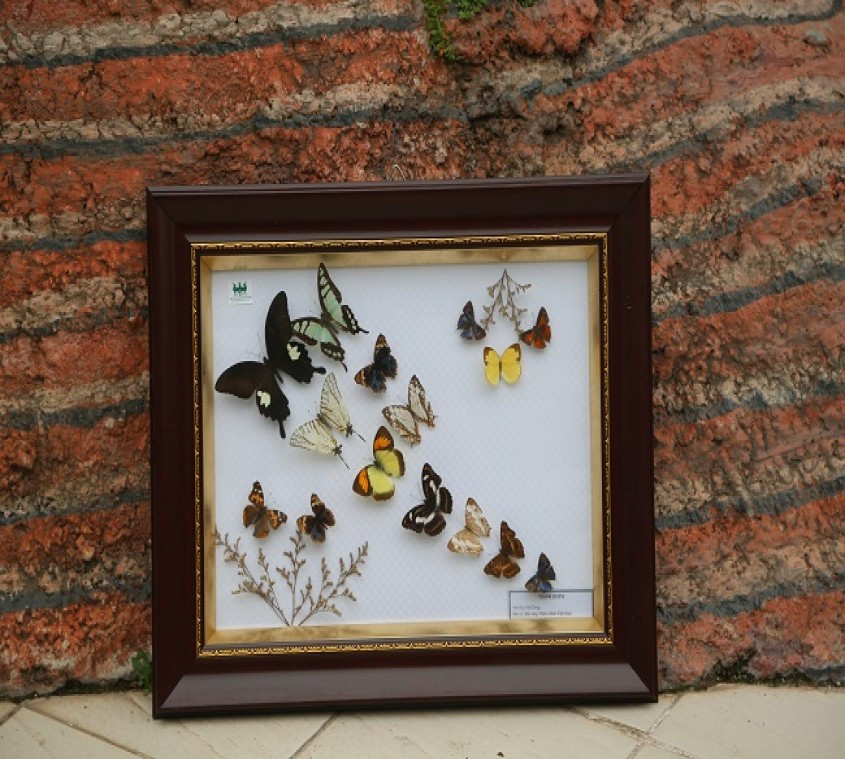 Nha con trung hoc say me ve tranh tu... buom-Hinh-7