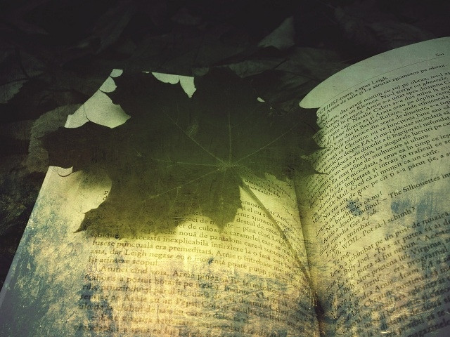 Yêu mến hình ảnh lá diêu bông, năm 1980, nhà thơ Phạm Duy đã phổ nhạc ca khúc Lá diêu bông. Đây là ca khúc phổ nhạc có lời ca gần nhất với bản gốc bài thơ của thi sĩ Hoàng Cầm. Thay đổi đáng chú ý nhất là hai câu hát cuối cùng được nhạc sĩ thêm vào: Em đi trăm núi nghìn sông/Nào tìm thấy lá diêu bông bao giờ…