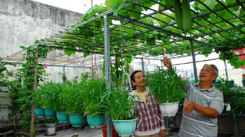 Sau khi rửa sạch, giã nhỏ, bạn đổ vào bình kín, đổ tiếp rượu vào và ngâm trong vòng 15-20 ngày. Liều lượng phun có thể áp dụng theo tỉ lệ 1-60, (khoảng 200ml nước cốt pha với 12 lít nước) và phun cho khoảng 1 sào rau.