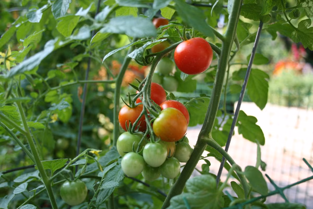 Đặc biệt, quan niệm tưới thảo mộc có thể thu hái ngay là rất sai lầm. Người dân cần lưu ý, dù dinh dưỡng có nguồn hữu cơ cũng cần đảm bảo thời gian cách ly ít nhất 10 ngày trước khi thu hái để đảm bảo không tồn dư nitrat trong rau.