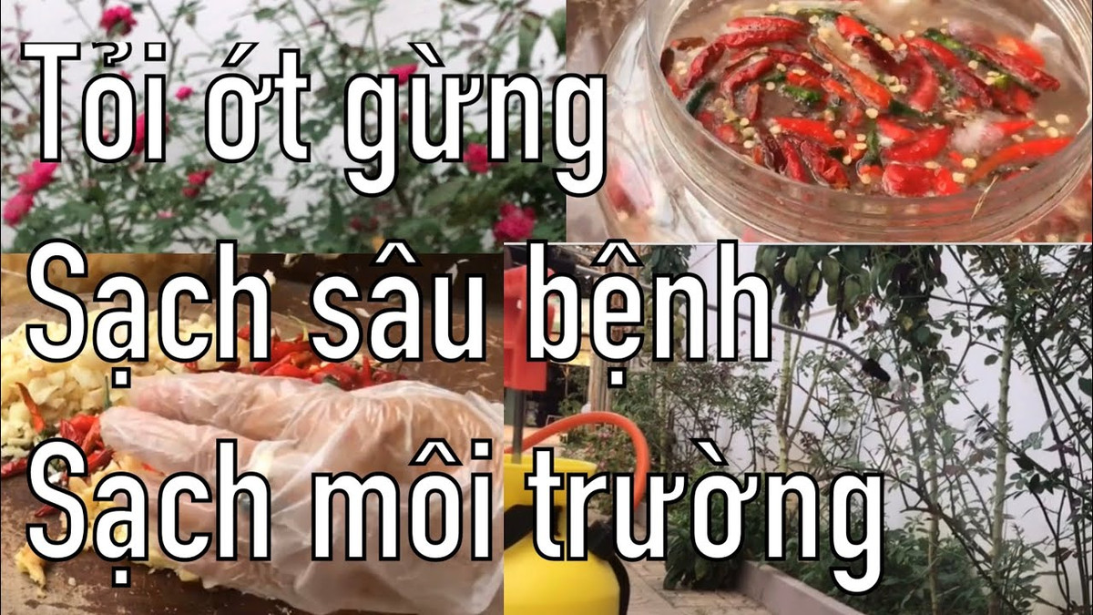 Các chuyên gia cho biết, dù dùng thảo mộc cũng phải cần phải kiểm soát chặt chẽ từ cách thức pha chế, liều lượng, đảm bảo thời gian cách ly khi thu hái.