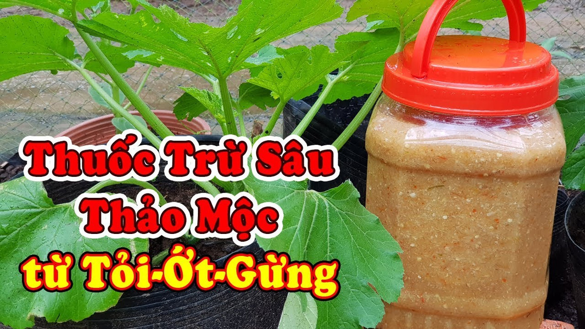 Gừng tỏi ớt phải giã nhỏ, lấy nước rồi ngâm cùng rượu với tỉ lệ nhất định. Khoảng 10-15 ngày, chắt lấy nước cốt, pha loãng với nước sau đó mới được tưới. Nếu dùng nồng độ đậm đặc sẽ gây hại cho rau.