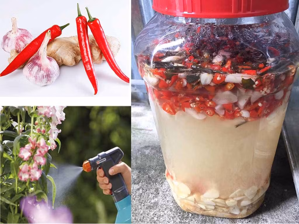 Theo các chuyên gia, trước khi có hóa chất bảo vệ thực vật, cha ông ta đã dùng thảo mộc trừ sâu. 