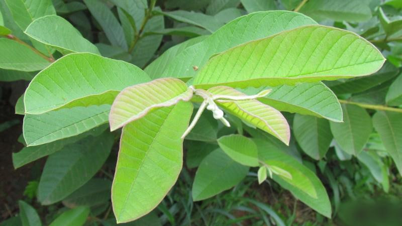 Ngua bien chung tieu duong nho bai thuoc dan gian tu la oi-Hinh-3