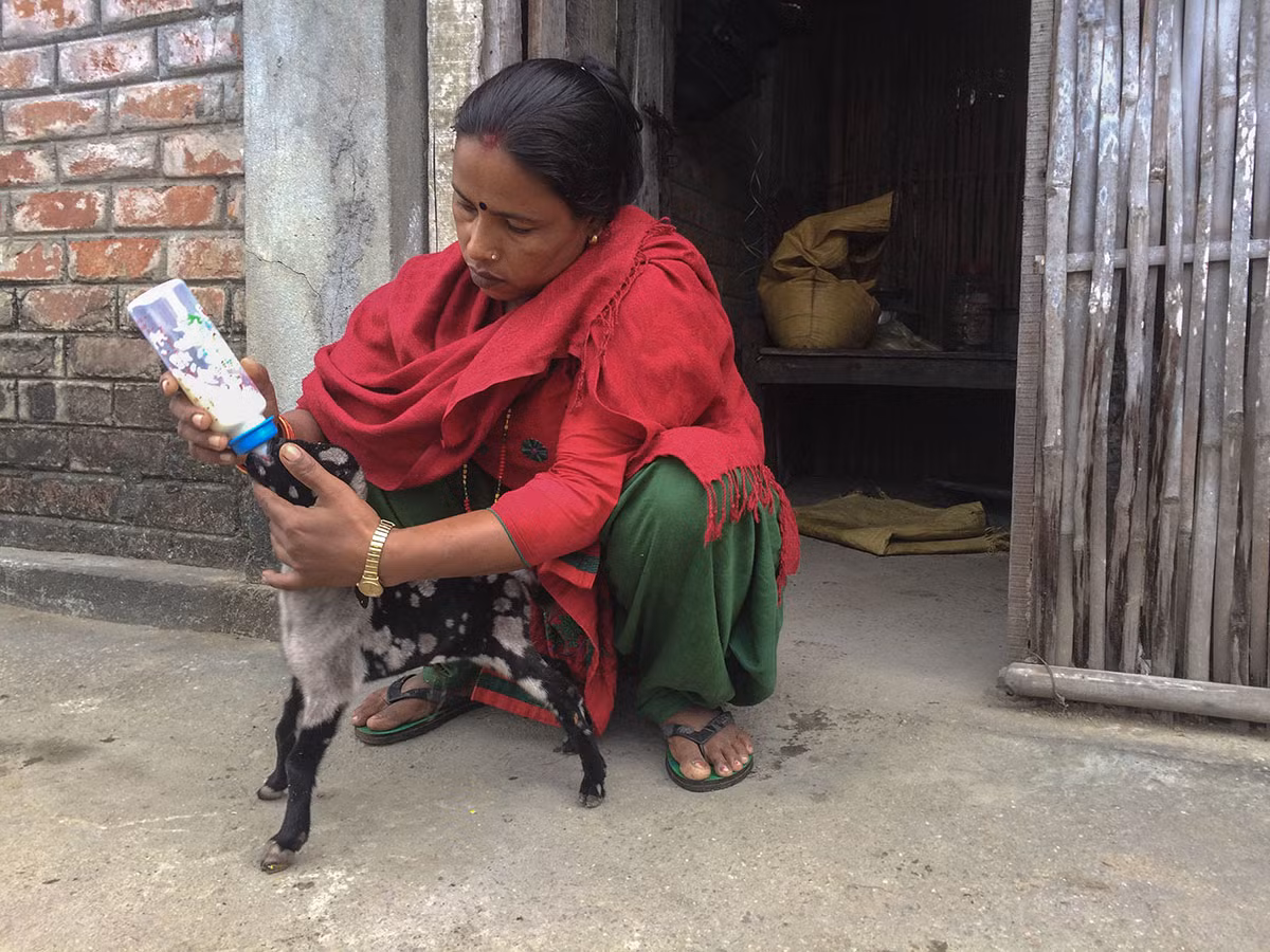 Kalpana Thapa sống tại một ngôi làng ở huyện Jhapa. Được biết, chồng của Thapa đã làm việc ở Qatar trong suốt 18 năm và số tiền mà chồng cô gửi về dùng để nuôi cậu con trai ăn học, xây nhà và mua đất. Ảnh: AJ.