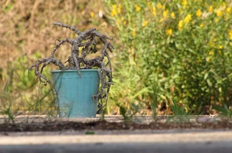 Cho dù đã trôi qua 30 năm, nhưng thảm họa hạt nhân Chernobyl trở thành một nỗi ám ảnh với nhiều người. Cũng bởi nguyên nhân đó, thị trấn Pripyat - nơi vốn là một khu dân cư đông đúc - nay trở thành một vùng đất ma, không có bóng người.