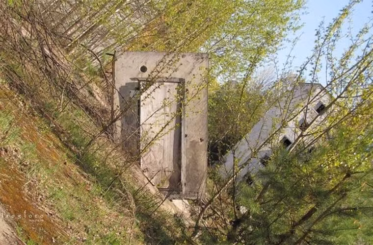 Rừng cây mọc ở nơi đây sẽ khiến không ít người cảm thấy rợn người.