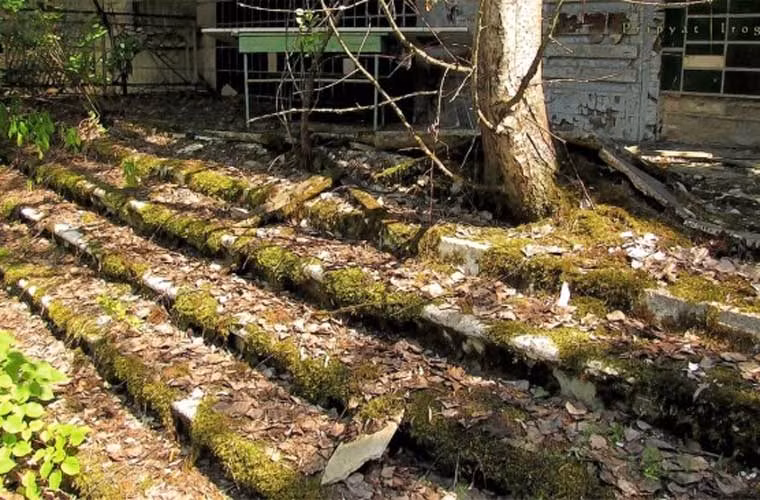 Cây rêu mọc bao trùm các bậc thềm ở thị trấn Pripyat, nơi chịu ảnh hưởng nặng nề của thảm kịch Chernobyl xảy ra vào năm 1986.