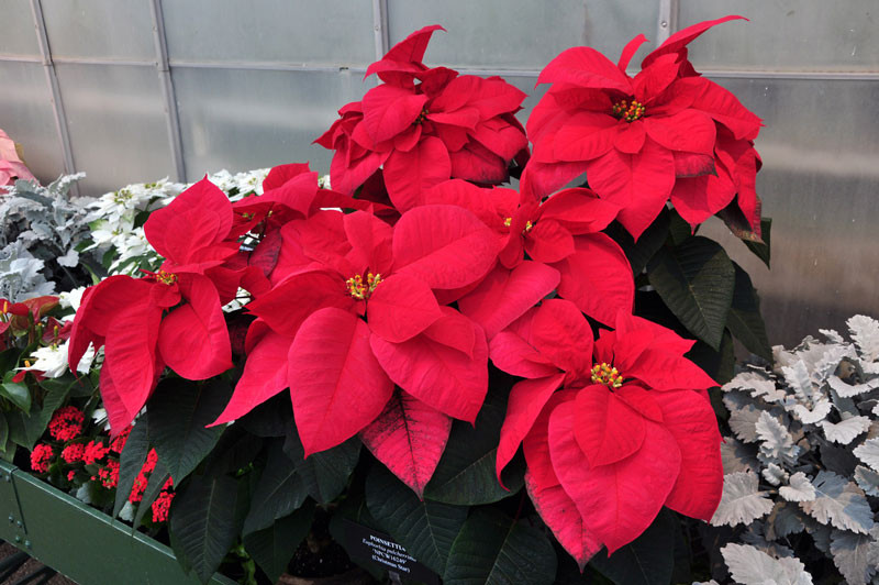 2. Cây trạng nguyên Trạng nguyên hay còn gọi là nhất phẩm hồng, là một loại cây bụi trong họ Euphorbiaceae. Nó có nhiều nhánh, thân mọc thẳng, cao từ 1-3 mét. Các lá mọc so le, hình thuôn dài, màu xanh lục trên bề mặt và toàn bộ mép.